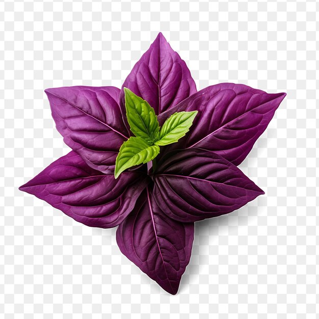 A purple plant with green leaves on it