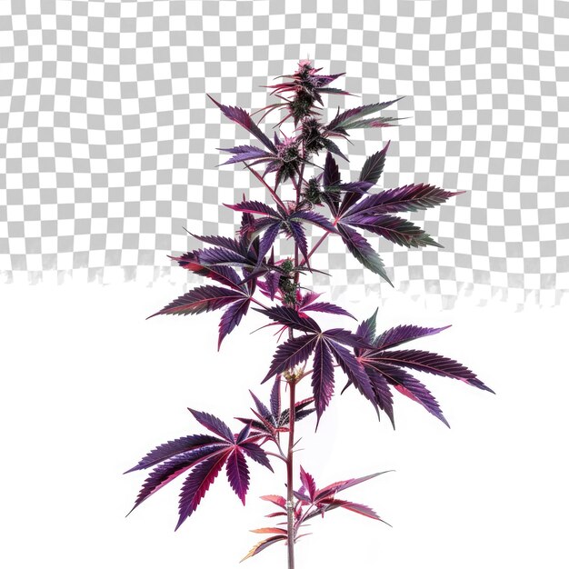 PSD a purple plant with purple leaves on it