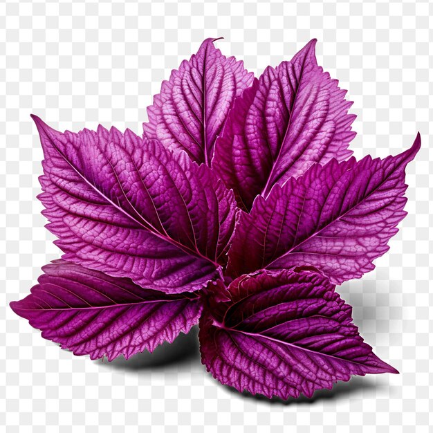 A purple plant with purple leaves on a transparent background