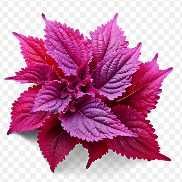 A purple plant with purple leaves on a transparent background