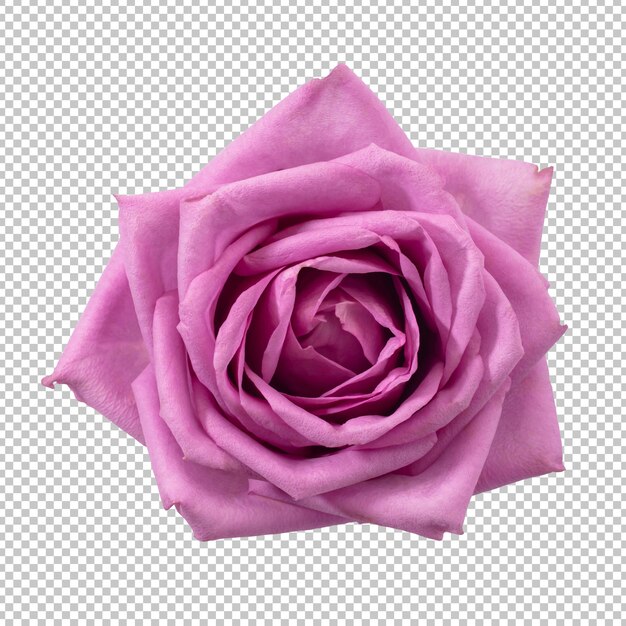 Purple Rose Flower Isolated