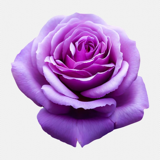 PSD purple rose