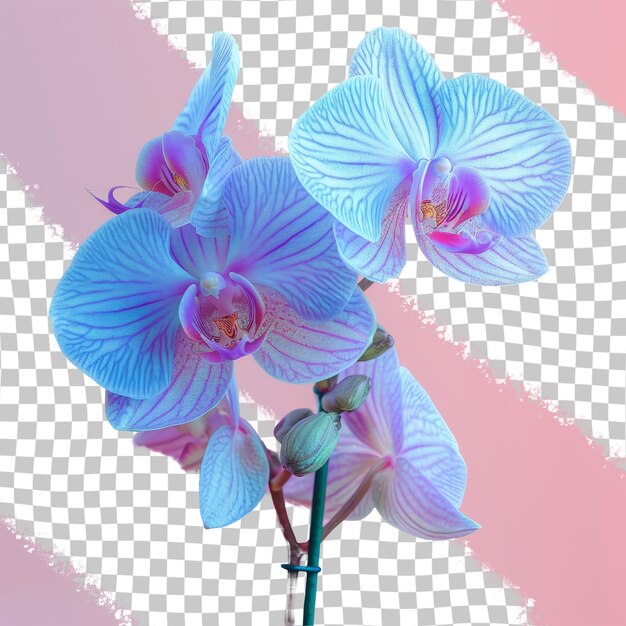 Un'orchidea viola e bianca con uno sfondo rosa