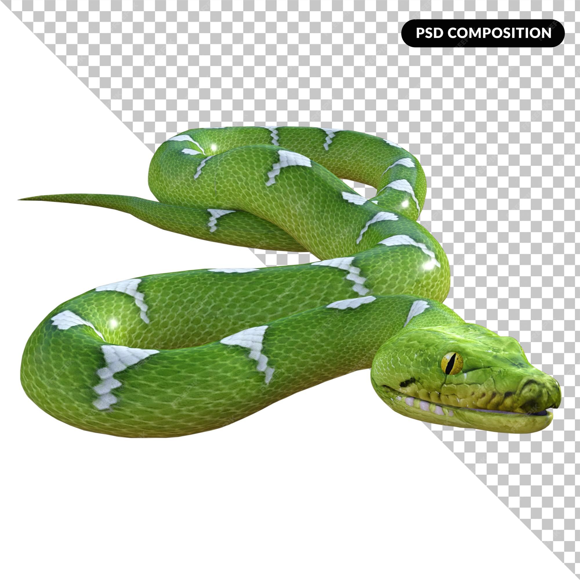 snake python isolated 3d 24486015 PNG