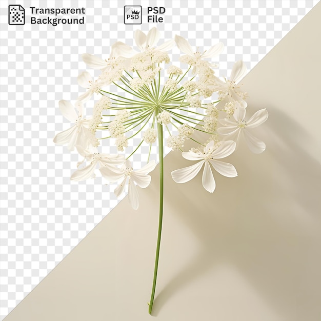 PSD queen annes lace flower isolated on a isolated background