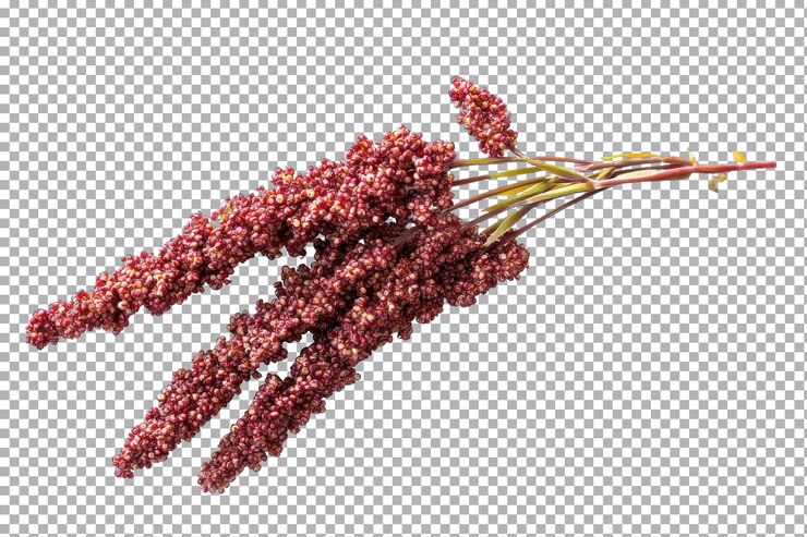 Quinoa Plant Growing in the Field
