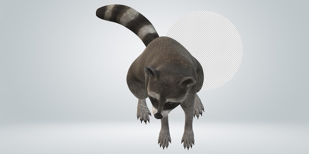 PSD raccoon isolated on a transparent background