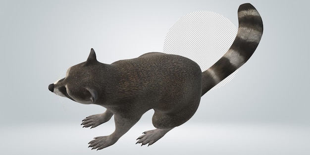 PSD raccoon isolated on a transparent background