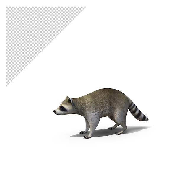 PSD raccoon png