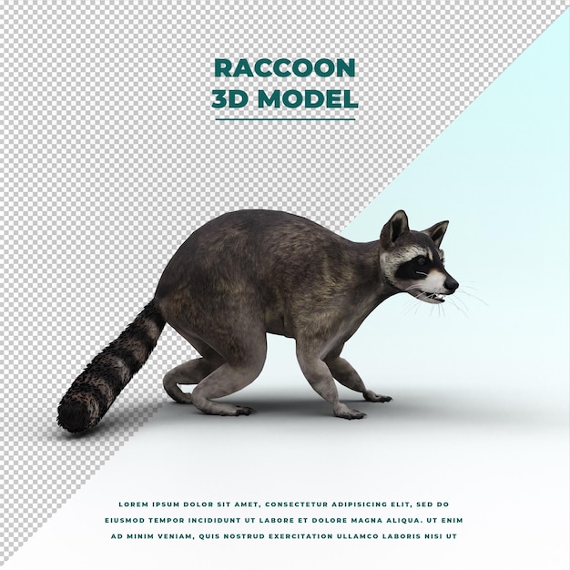 Raccoon