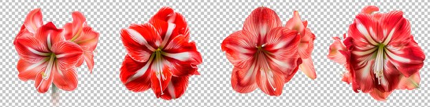 PSD radiant red amaryllis with bold stripes set isolated on top view transparent background