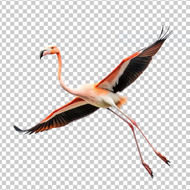 PSD radiant soar isolated bird grace on png background