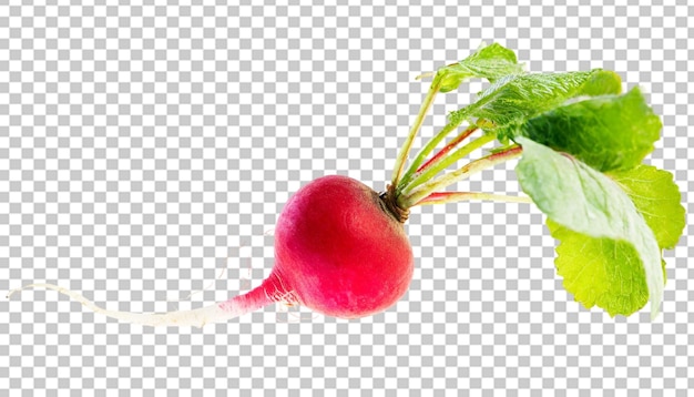 Radish with leaves isolated on transparent background