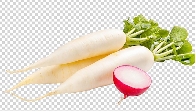 Radyka daikon izolowana na przezroczystym tle