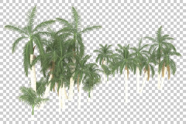 Rain forest on transparent background. 3d rendering - illustration