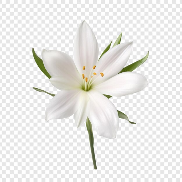 PSD rain lily flower isolated on transparent background