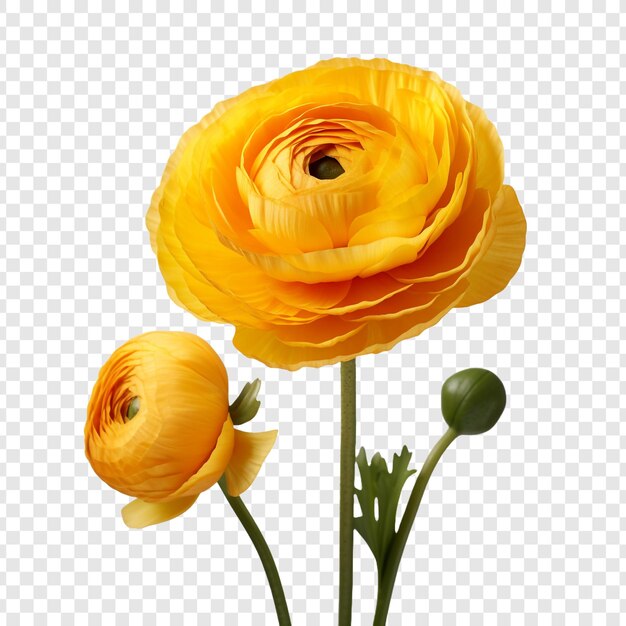 PSD ranunculus flower isolated on transparent background