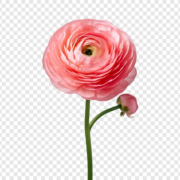 PSD 투명한 배경에 고립된 ranunculus 꽃 png