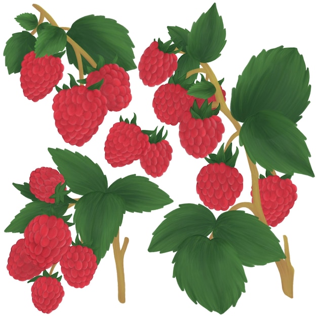 PSD raspberries on a branch painting elements