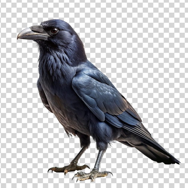 PSD raven isolated on transparent background