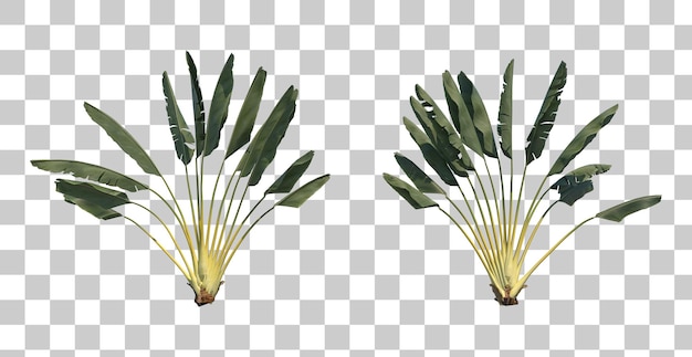 Ravenala travelers palm cutout