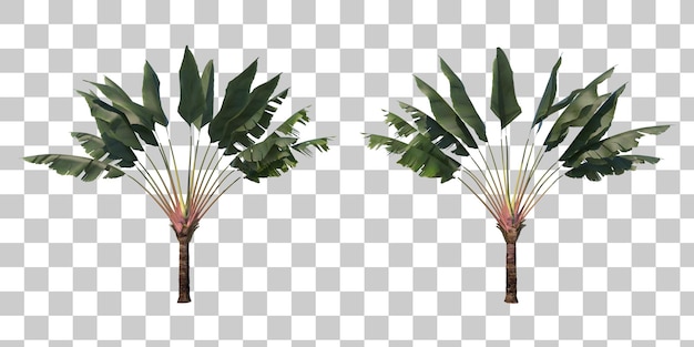 PSD ravenala travelers palm cutout