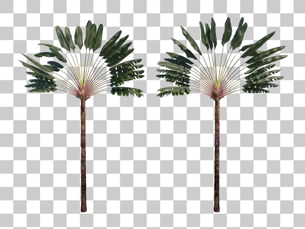 Ravenala travelers palm cutout