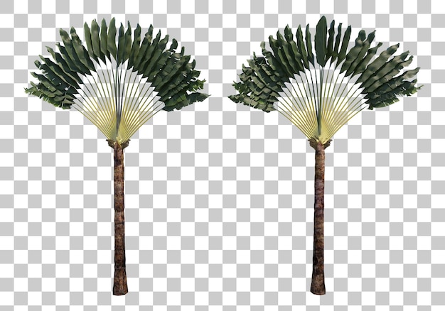 Ravenala travelers palm cutout