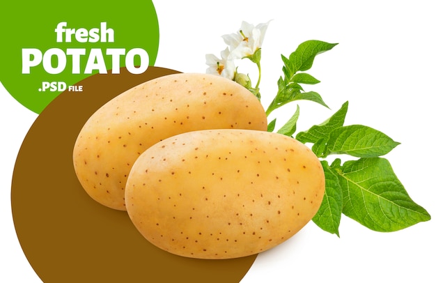 Raw potato with green leaves banner