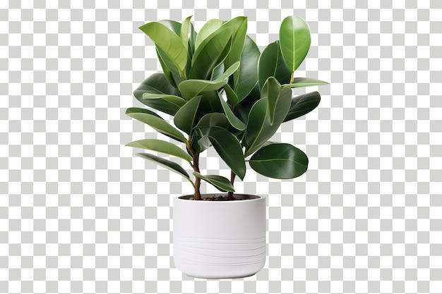 PSD realistic 3d plant pot