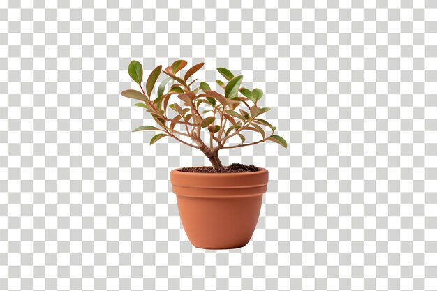 PSD realistic 3d plant pot