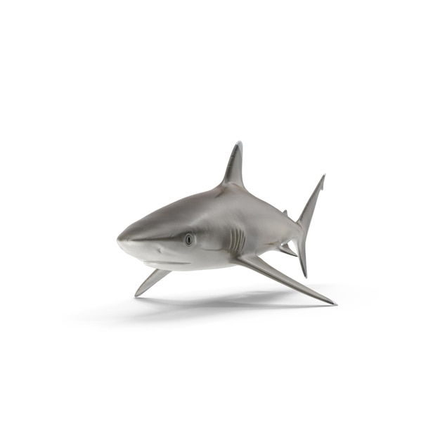 Realistic 3D Silvertip Shark PSD Files Detailed Marine and Wildlife Art