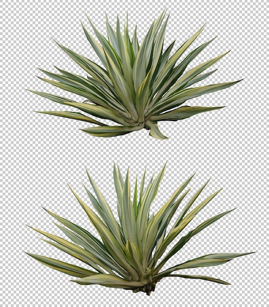 Insieme realistico di furcraea dell'agave isolato