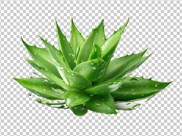 PSD realistic aloe leaves