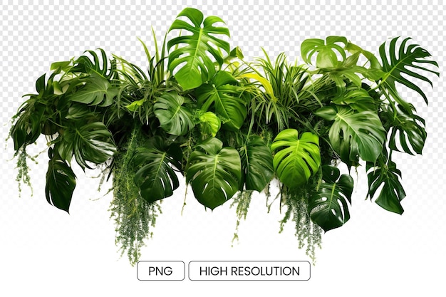 PSD realistic arrangement of artificial ferns for a natural isolated on transparent background