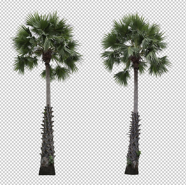 Realistic asian palmyra palm tree set isolated