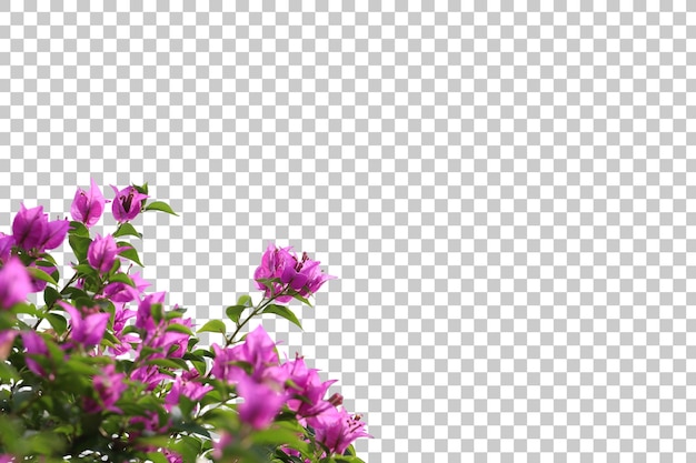 PSD realistic bougainvillea foreground isolated