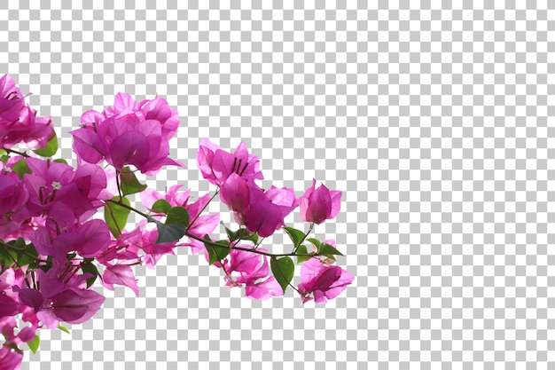 PSD realistic bougainvillea foreground isolated
