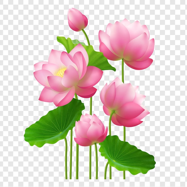 realistic bunch lotus flowers isolated on transparent background