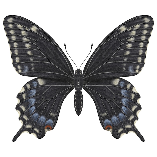 Farfalla realistica papilio polyxenes vista anteriore isolata