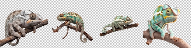 PSD realistic chameleon series isolated on transparent background