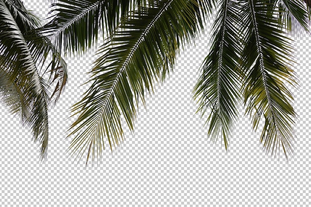 Realistic coconut palm tree foreground