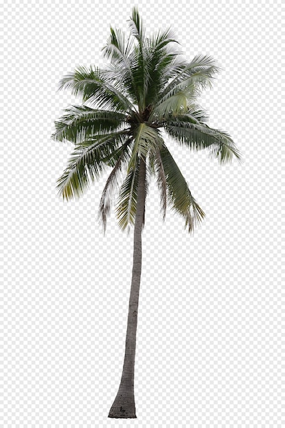 고립 된 현실적인 코코넛 야자수