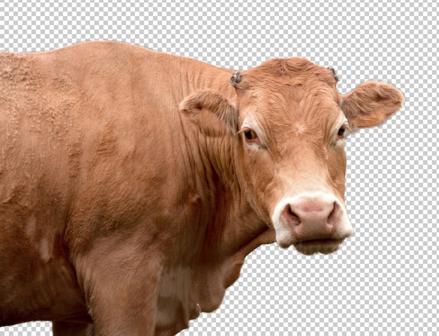 PSD 現実的な牛