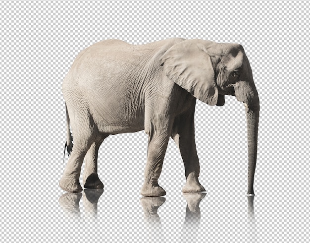 PSD realistic elephant