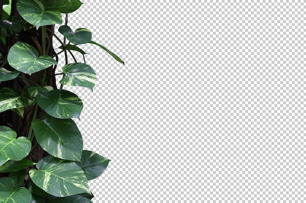 Realistic epipremnum aureum leaf foreground isolated