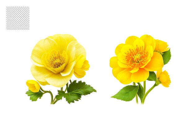 Set di png bouquet di fiori realistico