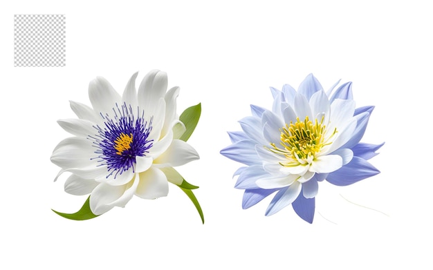 Set di png bouquet di fiori realistico