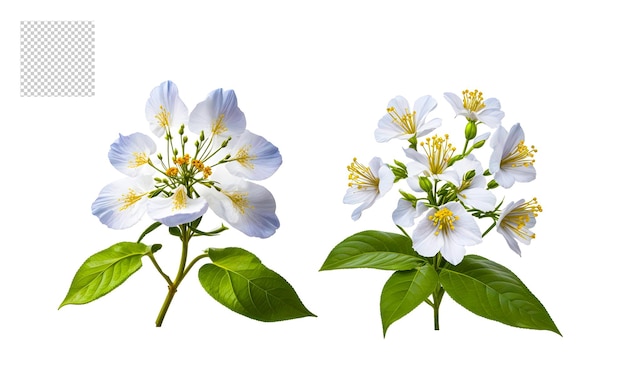 Realistic flower bouquet png set