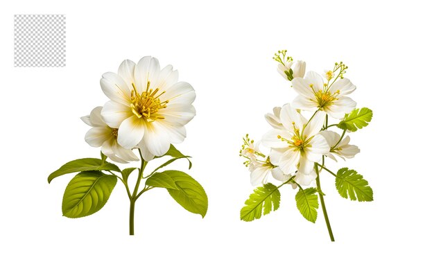 Realistic flower bouquet png set